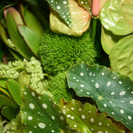 Floral Arrangement (Creativo Special)