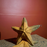 Estrella de mar